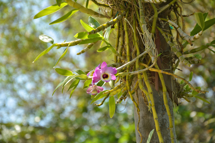 See Florida in Bloom at Naples Botanical Gardens Inset