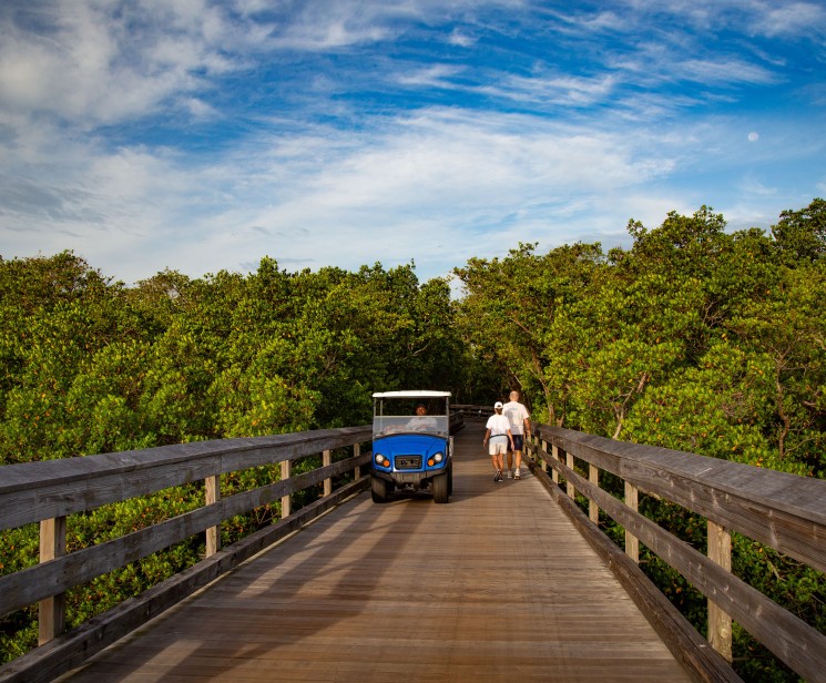 a group of people walking on a bridge over a forest