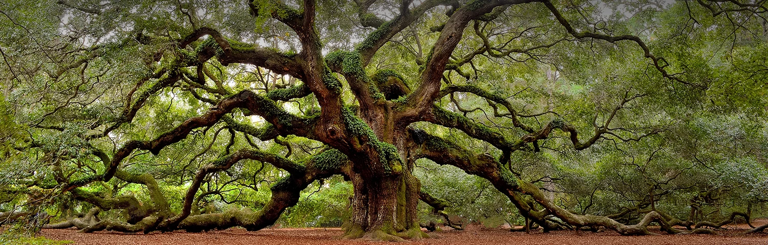 Large green Tree with many green leaves and large brown trunks