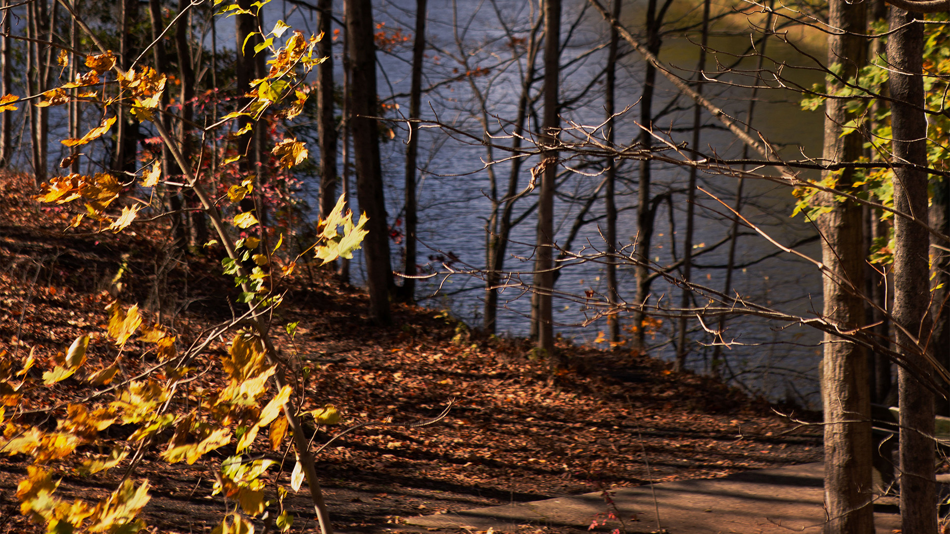 a path near a body of water
