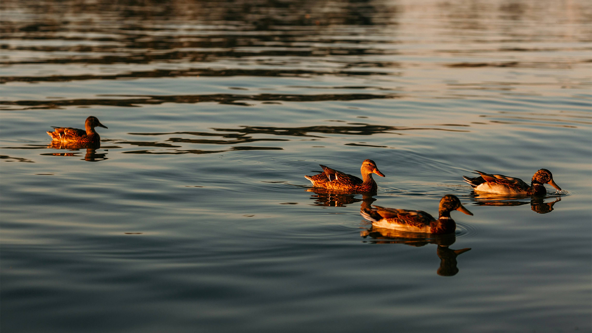 two ducks swimming in the water
