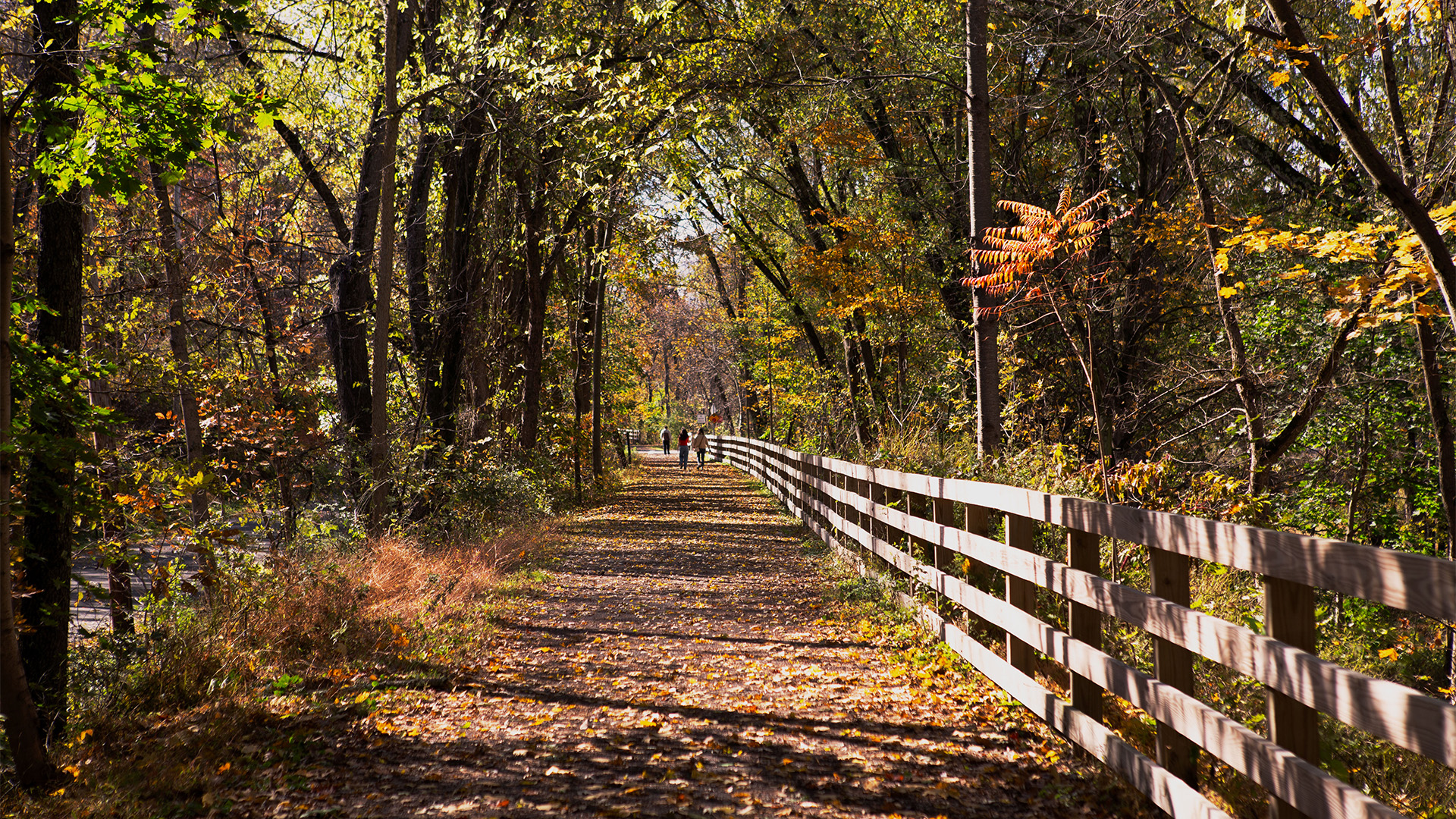 a path with trees and a fence