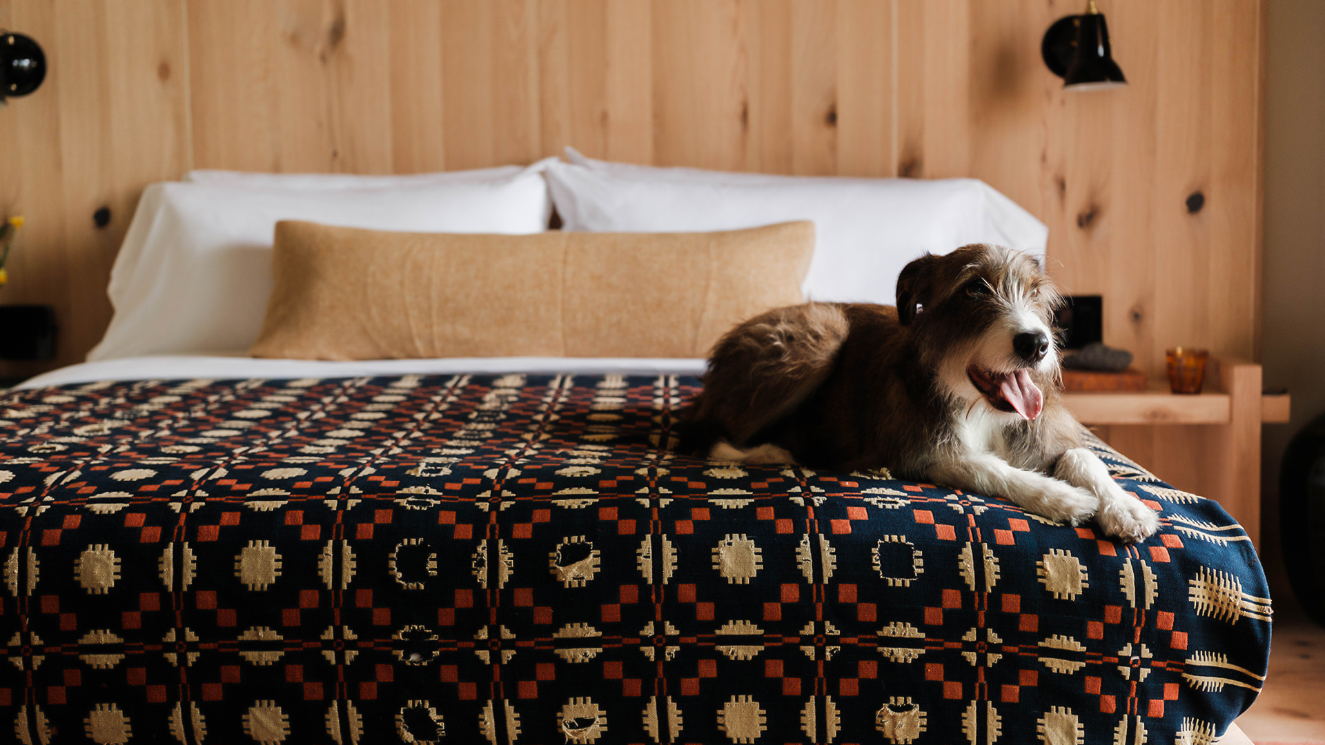 a dog lying on a bed