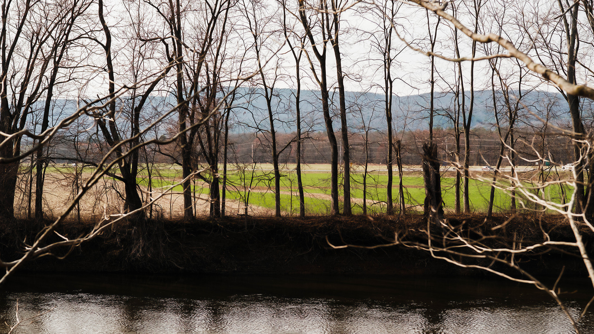 a group of trees by a body of water
