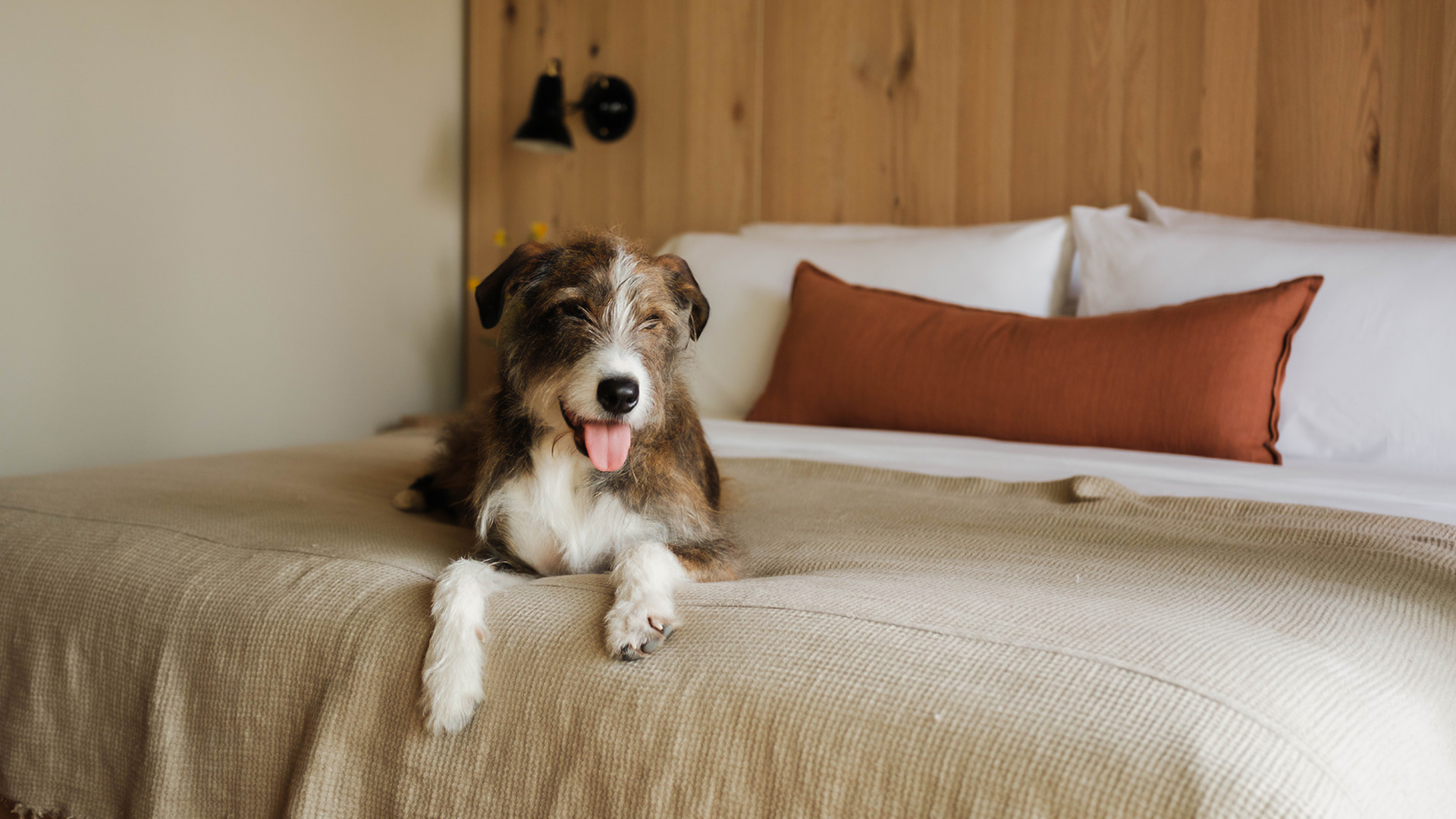 a dog lying on a bed