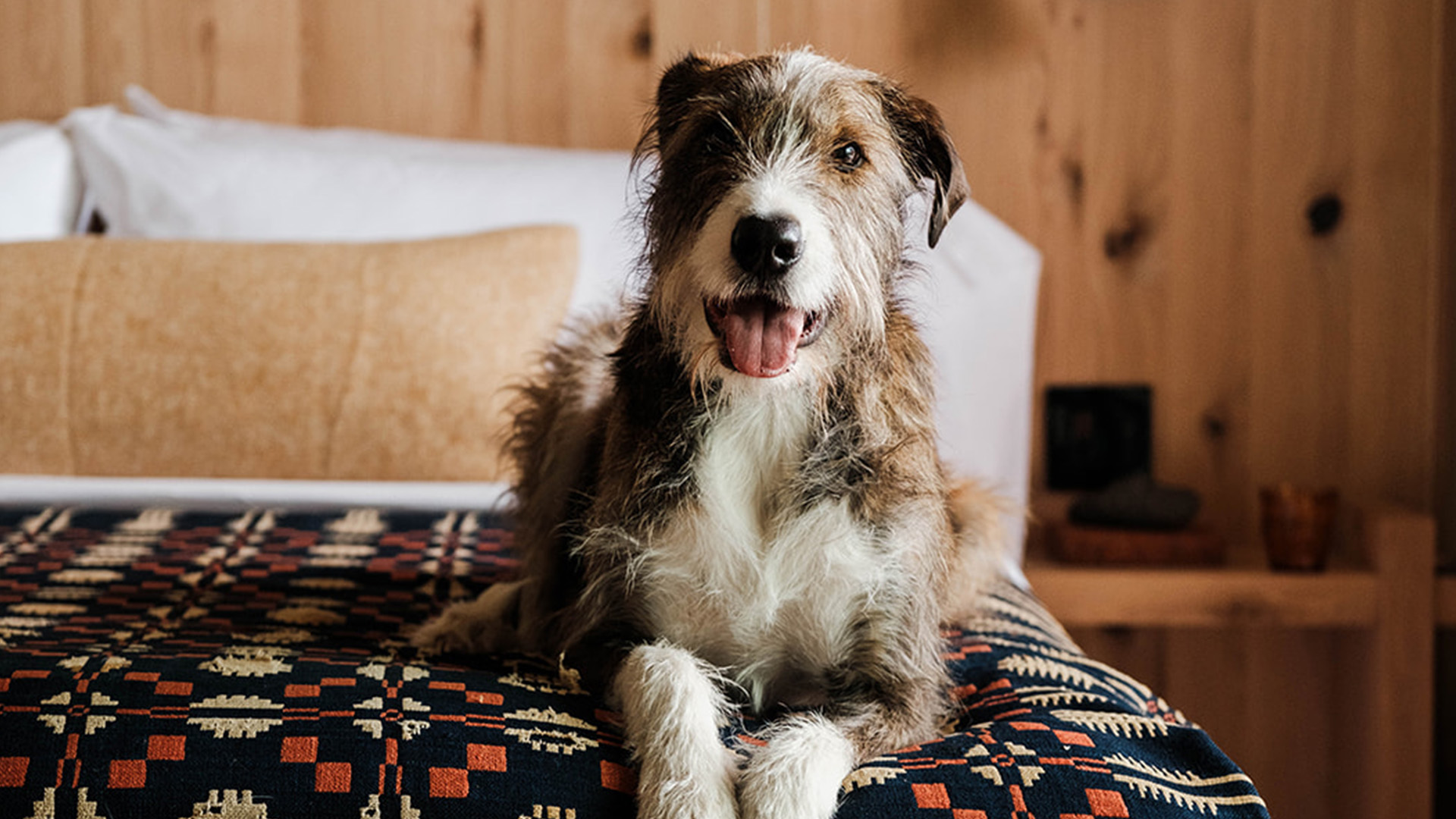 a dog sitting on a bed