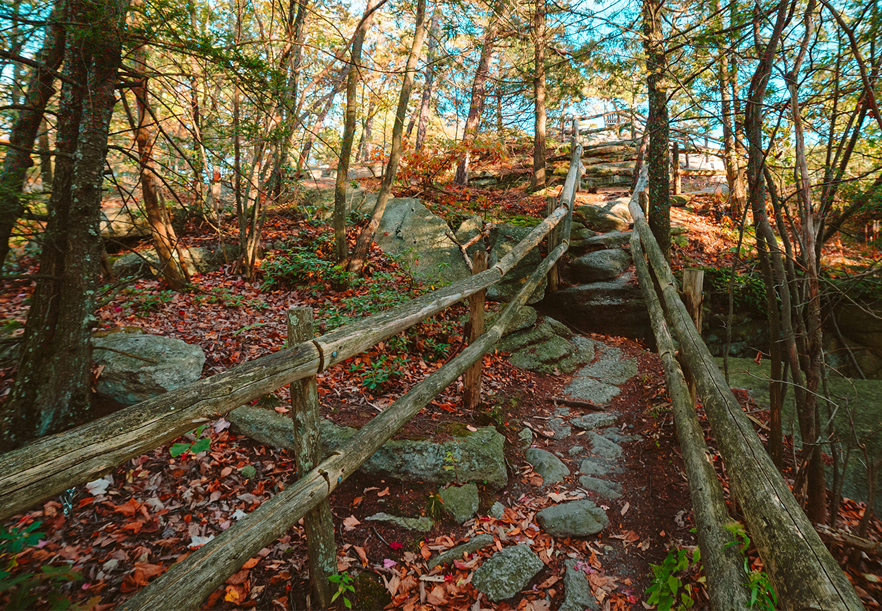 a wooden fence in a forest