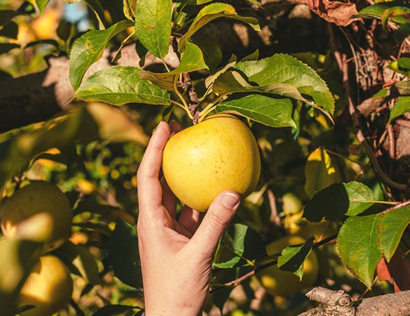 a hand holding a yellow apple