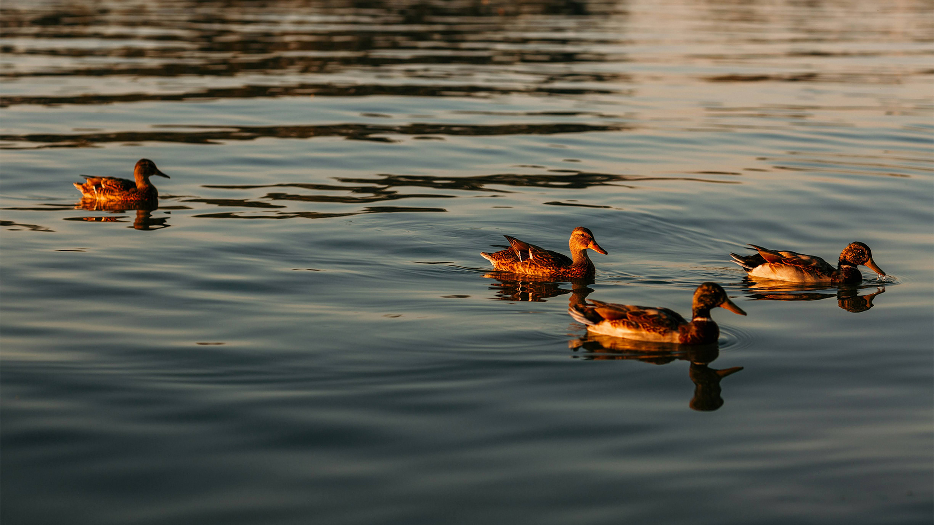 two ducks swimming in the water