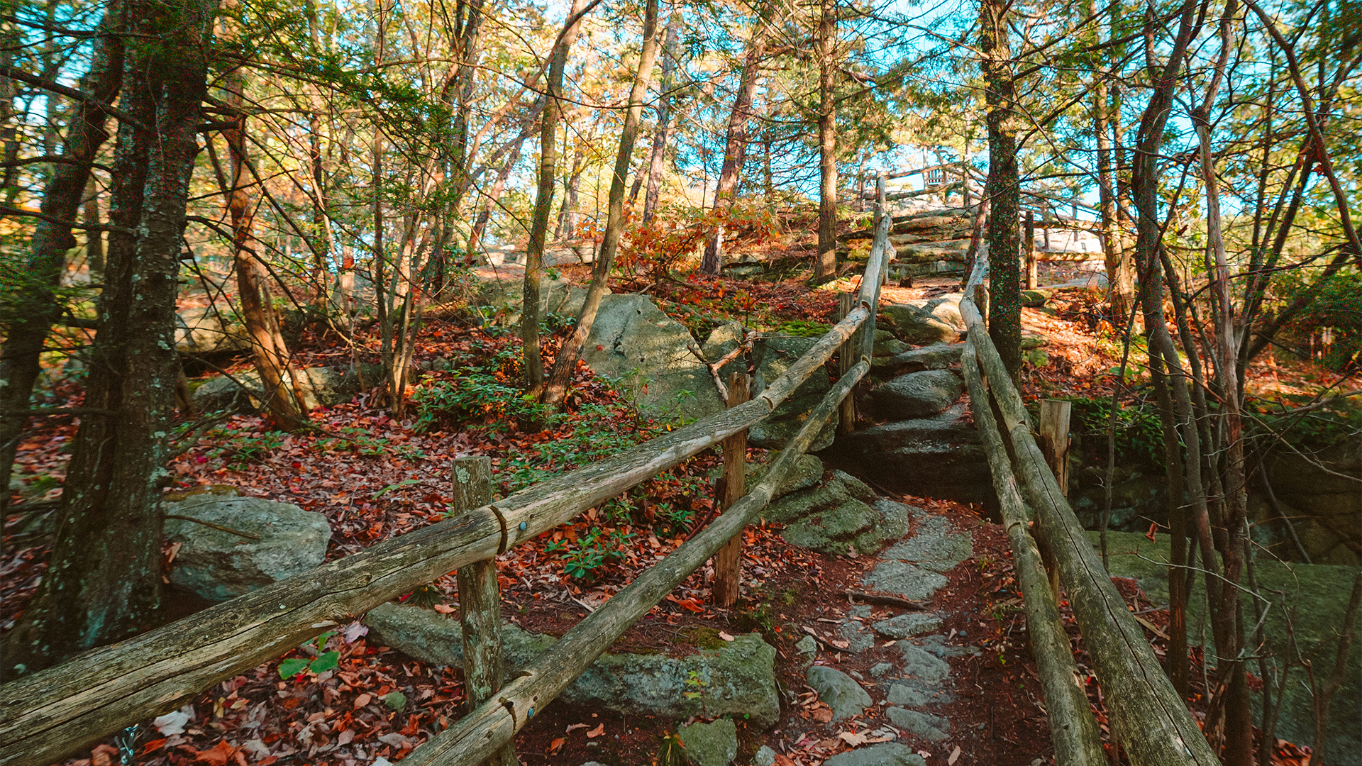 a wooden fence in a forest