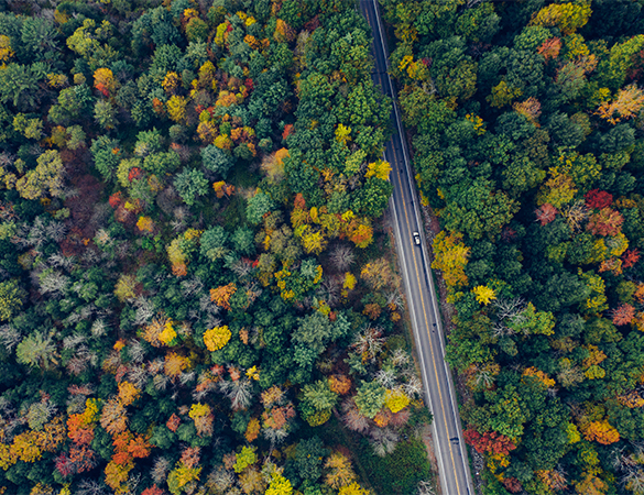 a road through a forest