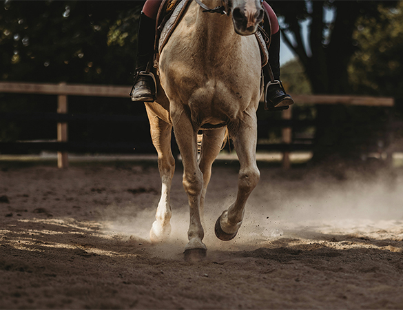 a person riding a horse