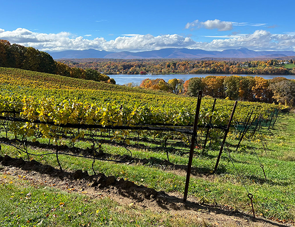 a vineyard with trees and a lake in the background