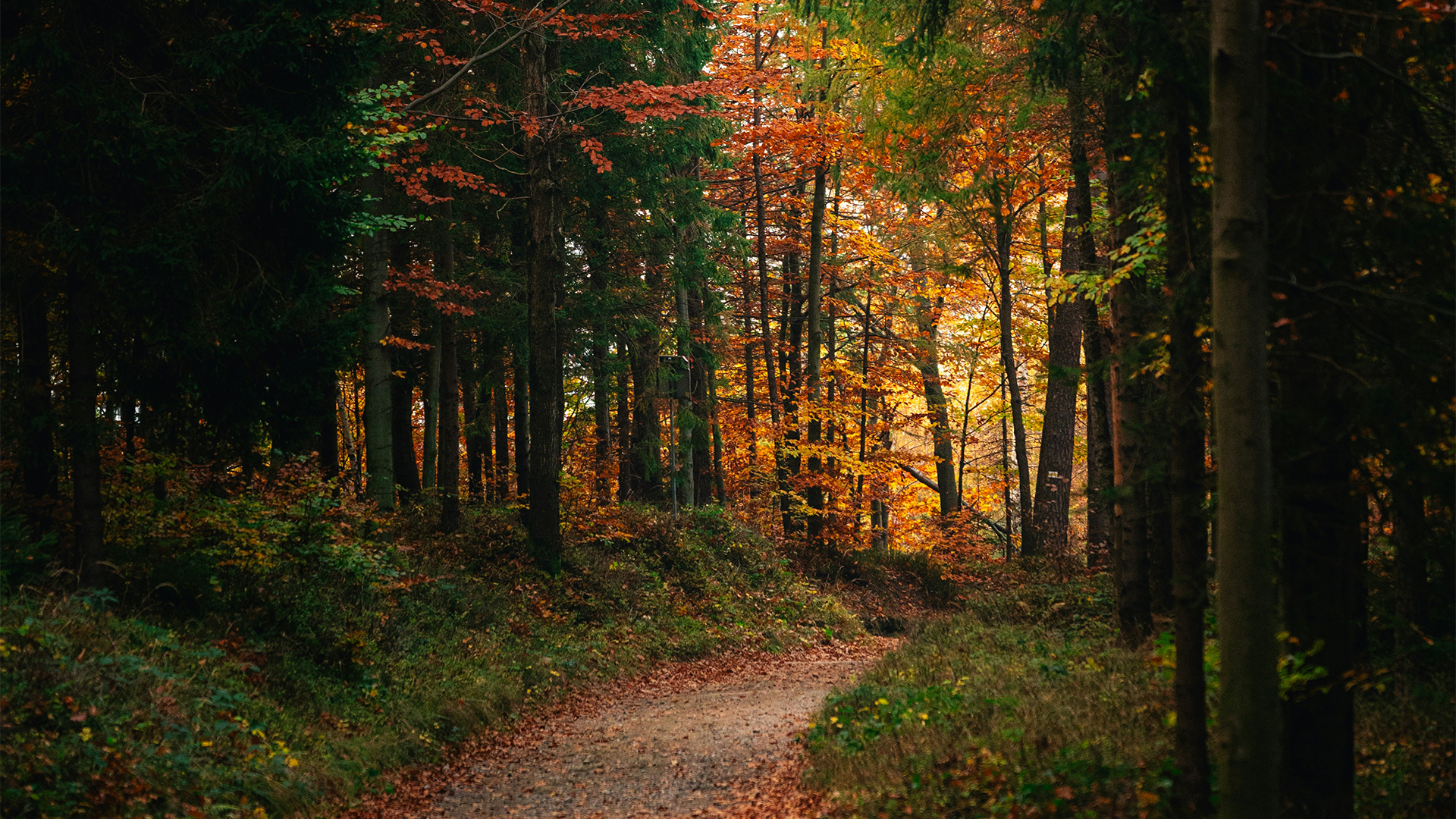 a path through a forest with trees and leaves