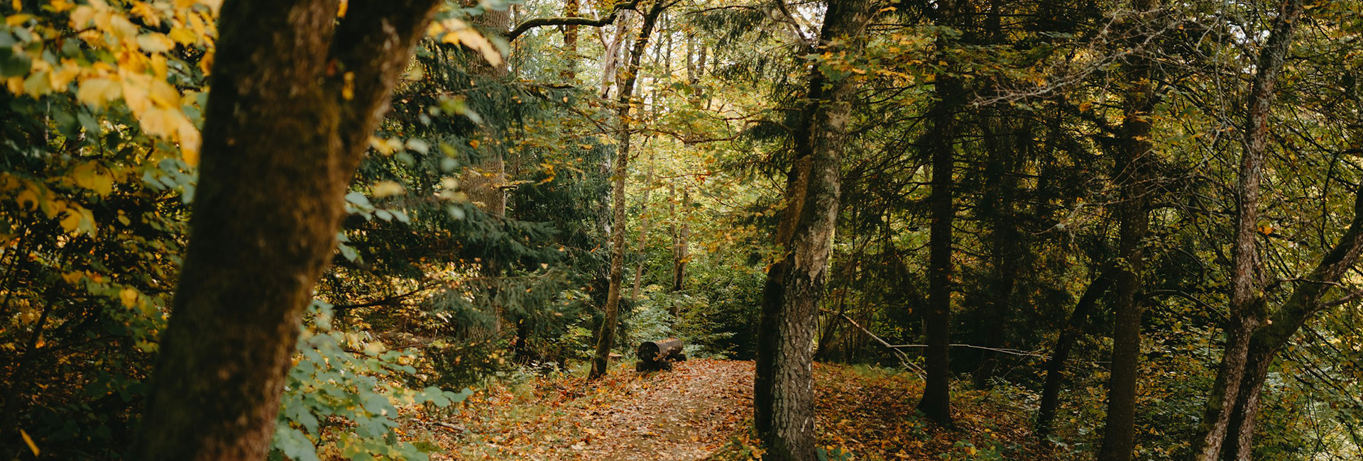 a path in the woods with fallen leaves