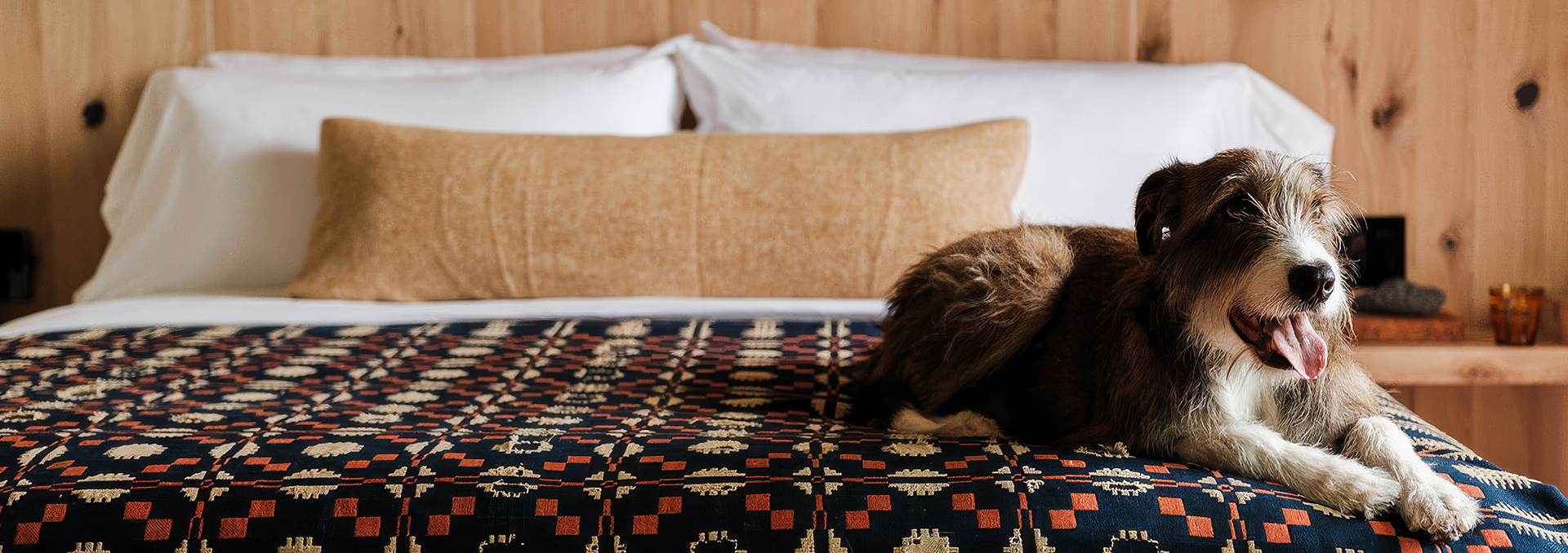 a cat lying on a bed
