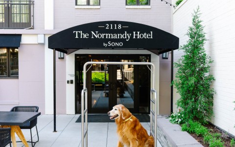 a dog sitting on a cart outside of a hotel