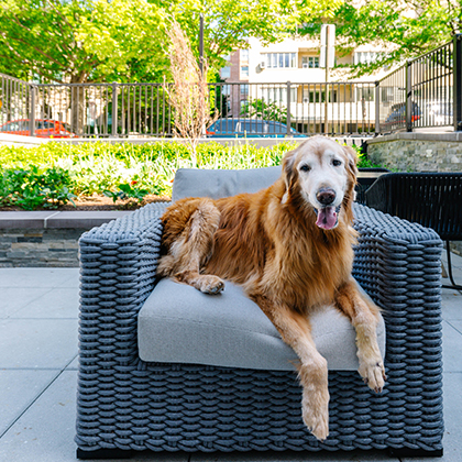 a dog lying on a chair