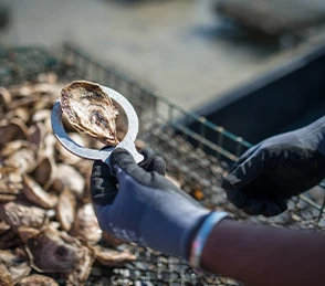 close up of oysters being held in a hand wearing a blue and black shucking glove 