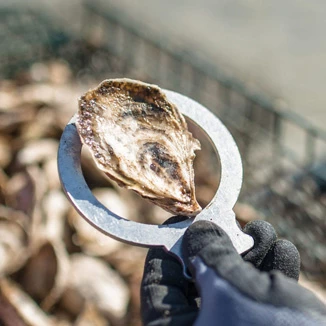an oyster fresh from the sea