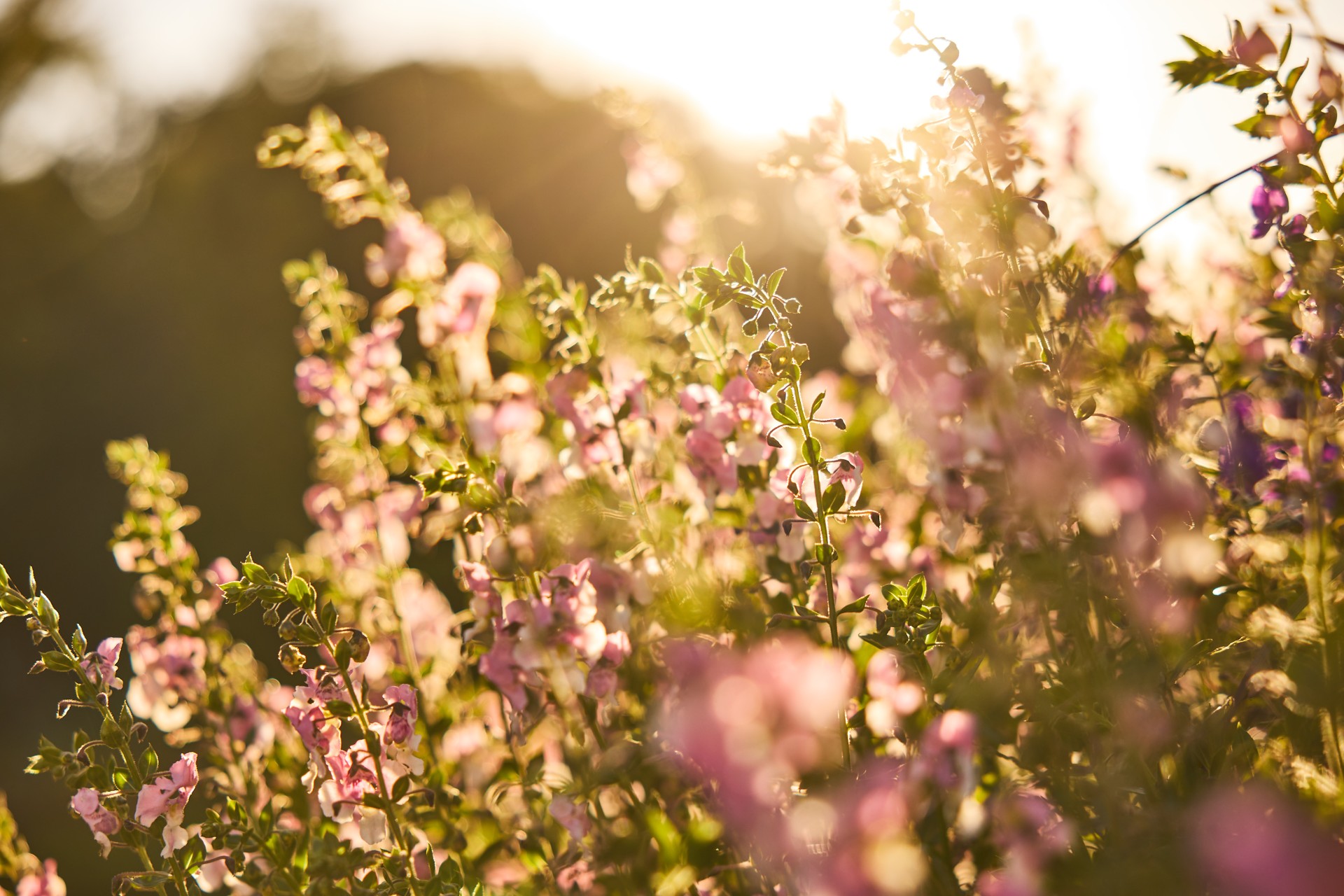 a close up of flowers
