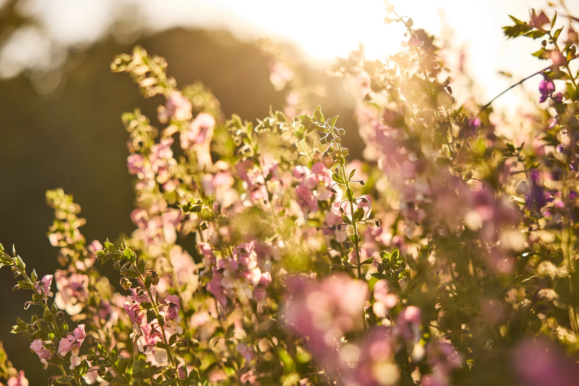 a close up of flowers