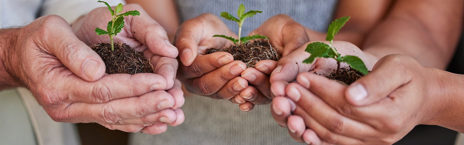 a close up of hands holding a small plant