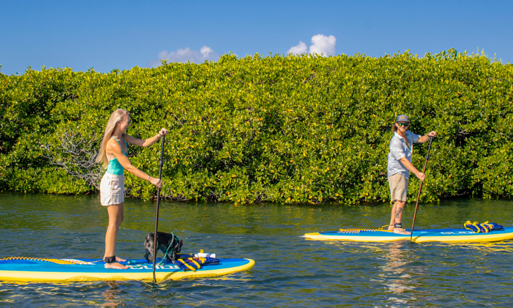 a group of people on paddle boards on water with a dog on it