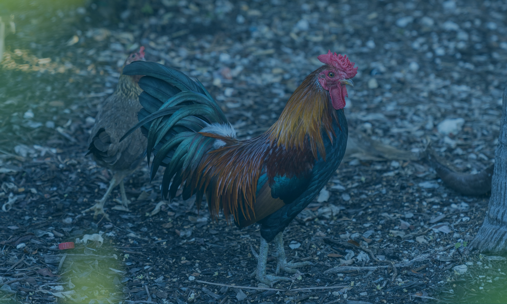 a rooster standing on the ground