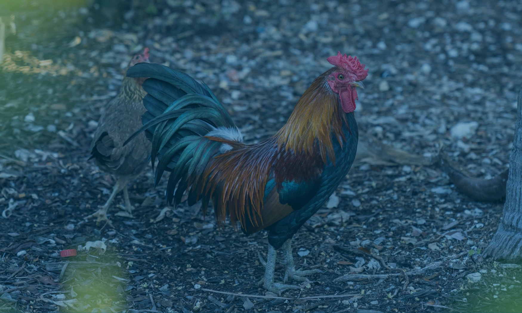 a rooster standing on the ground