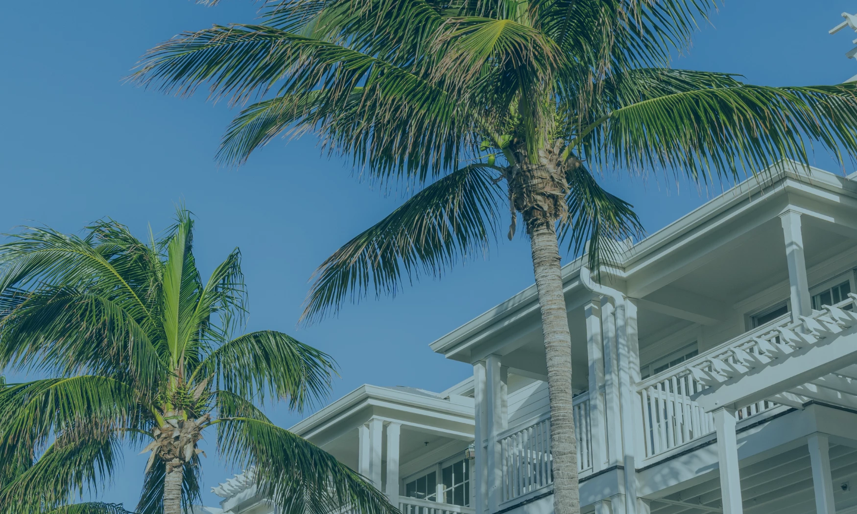 palm trees next to a building