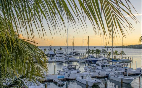 a group of boats in a harbor