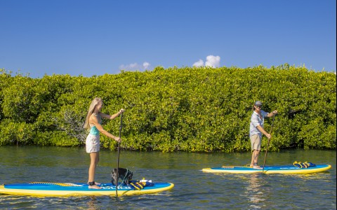 a man and woman on paddle boards with a dog on a sunny day