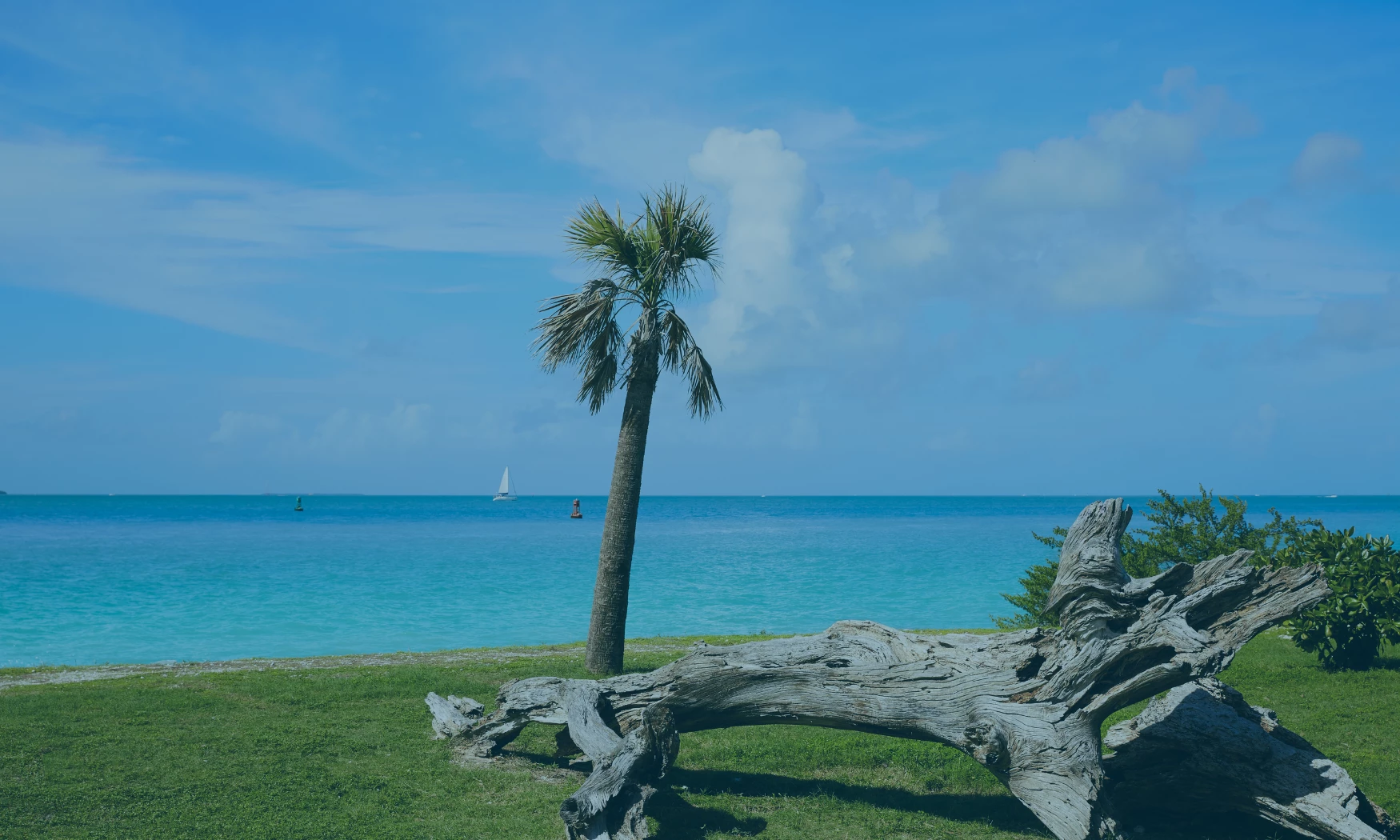 a tree trunk on grass next to a body of water