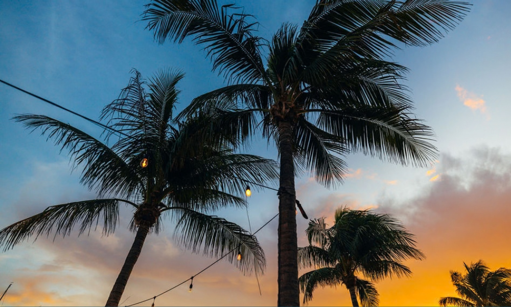 palm trees with lights in the sky
