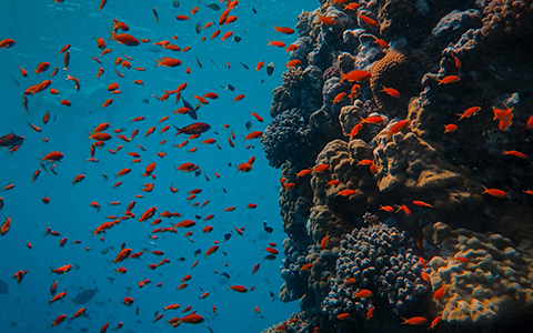  Marine Science Eco Experience
