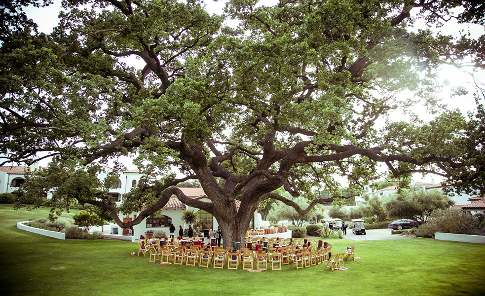 a large tree with chairs around it