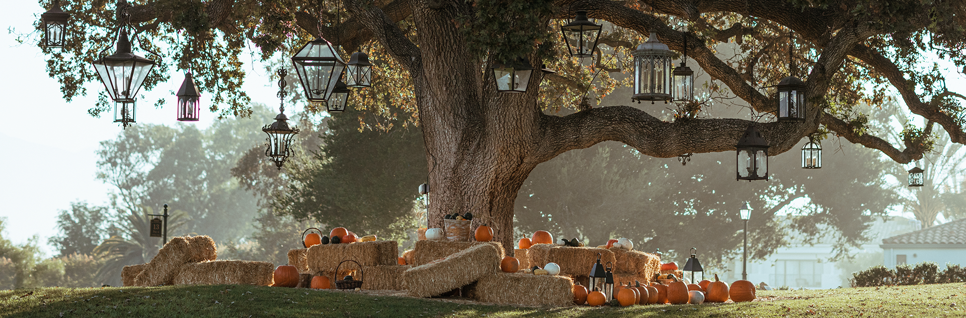 a tree with hay bales and pumpkins