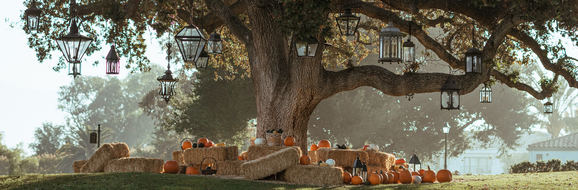 a tree with hay bales and pumpkins