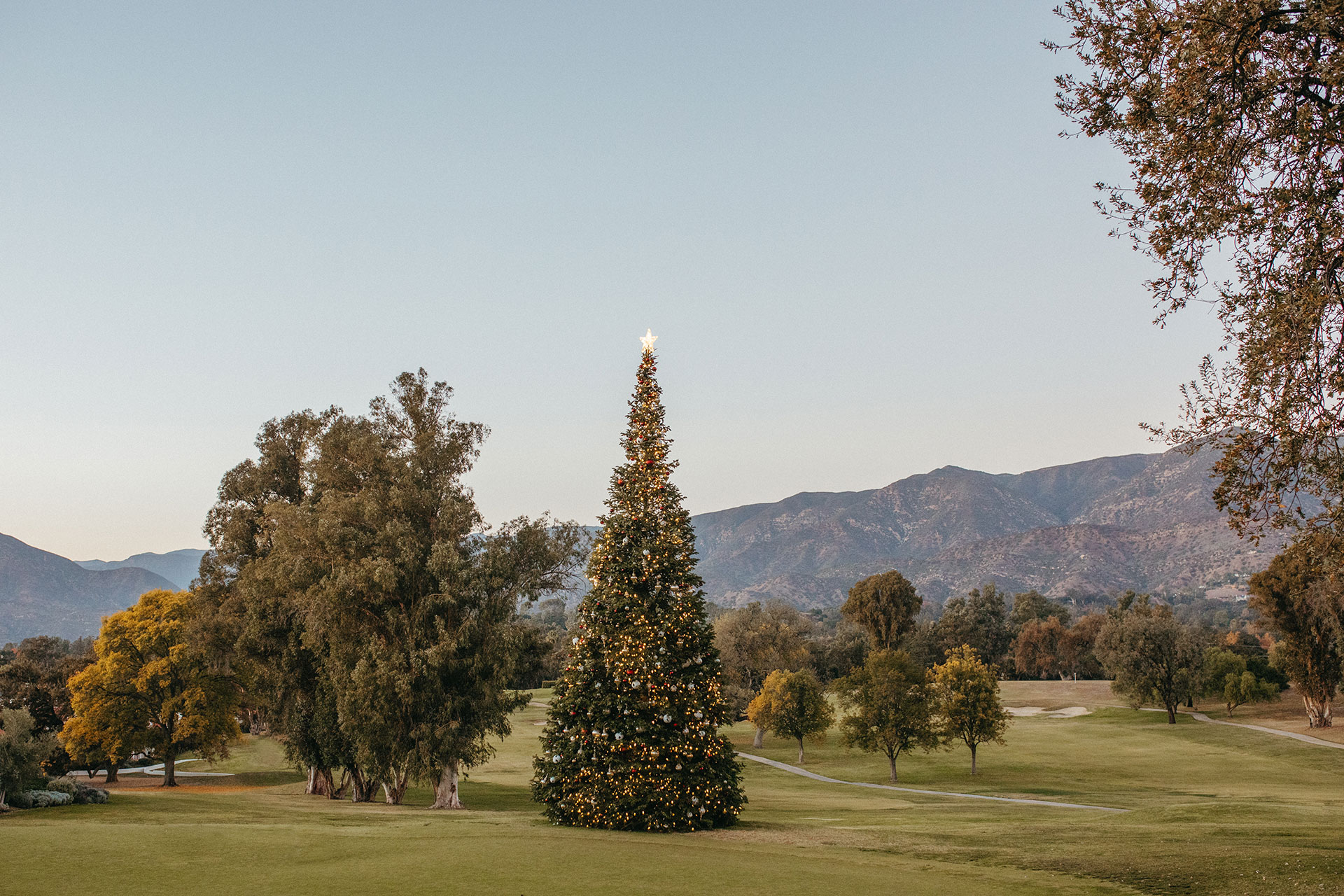 christmas tree on golf course