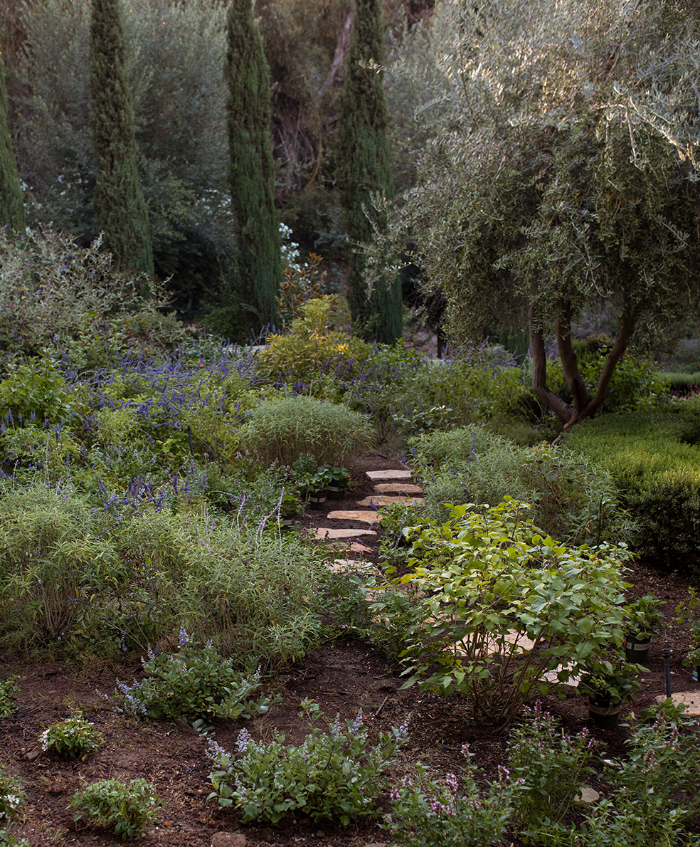 a garden with a path and trees