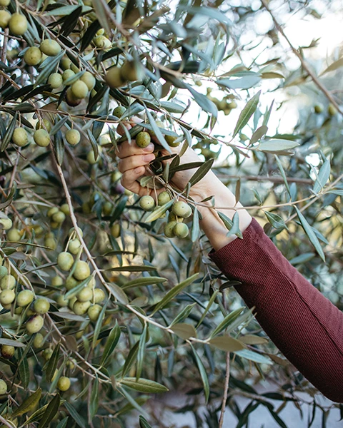 a hand picking olives from a tree