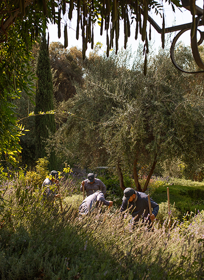 a group of people working in a garden