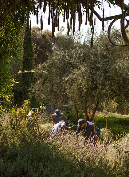 a group of people working in a garden