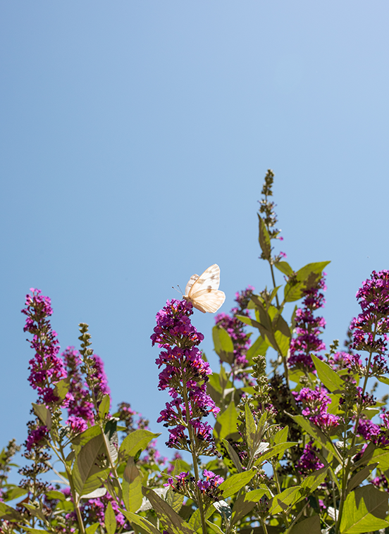 a butterfly on a purple flower