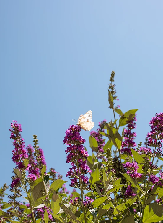 a butterfly on a purple flower