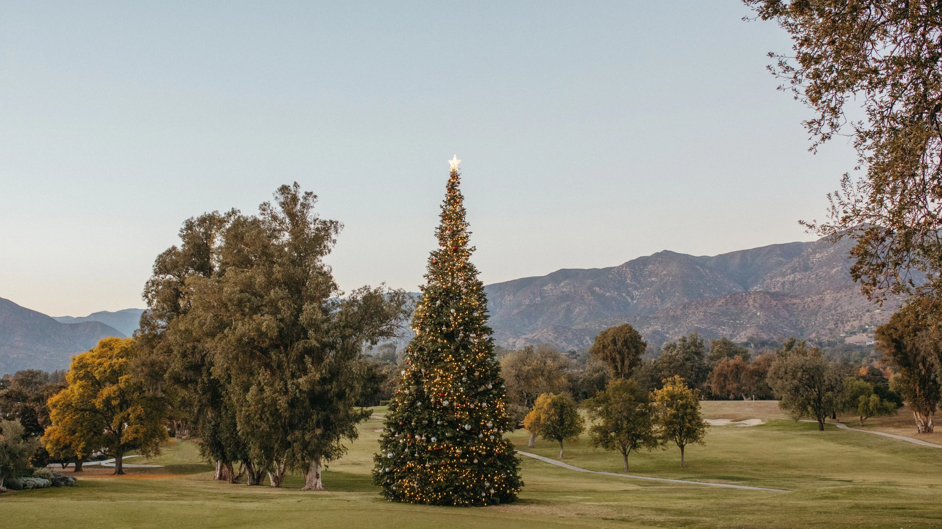 a christmas tree in a field