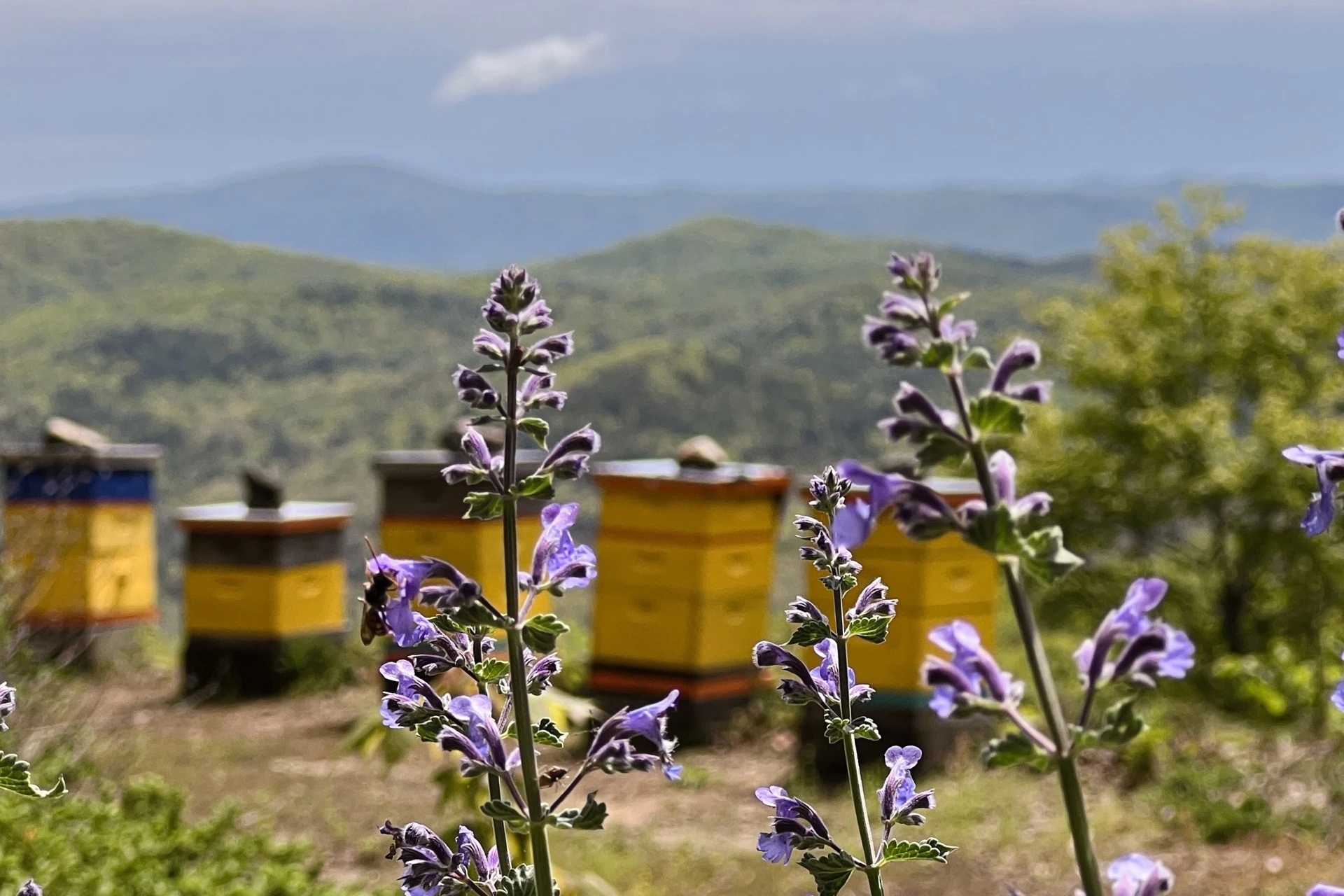 purple flowers with a beehive in the background