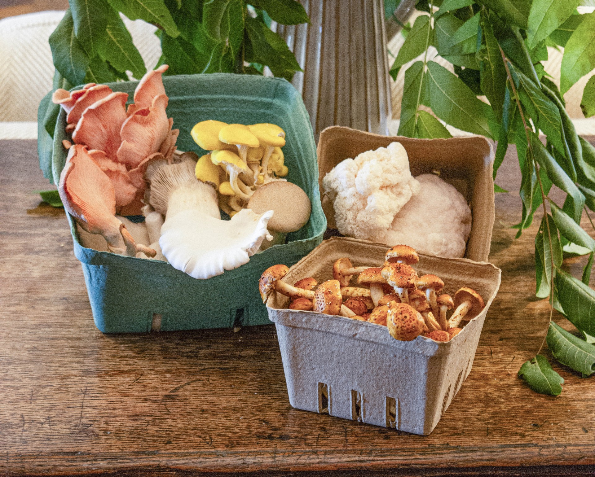 a group of different types of mushrooms in containers