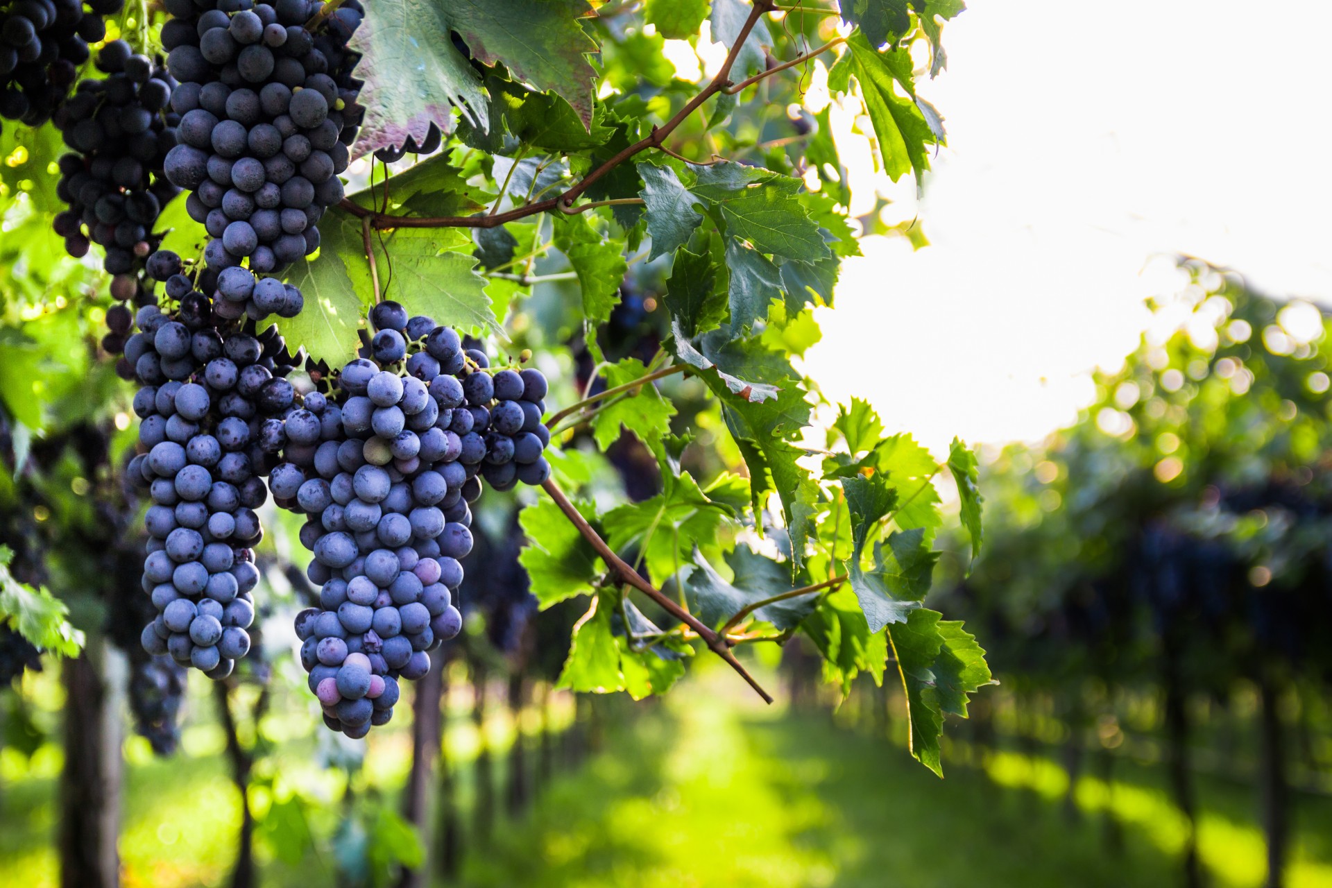a bunches of grapes on a vine